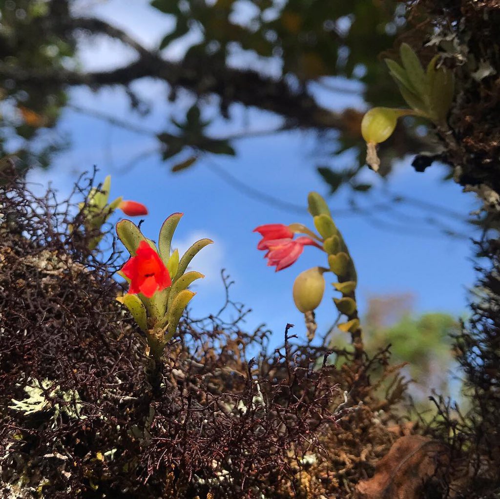HermanAmayaT's tweet photo. La primera vez en mi vida que veo tantas orquídeas de esta especie #fernandeziaSanguinea juntas!
Lugar: Sendero #SuaSie #SolYAgua
#PNNChingaza #DíaDeVenados
@parquescolombia https://t.co/1PiWPjzycz