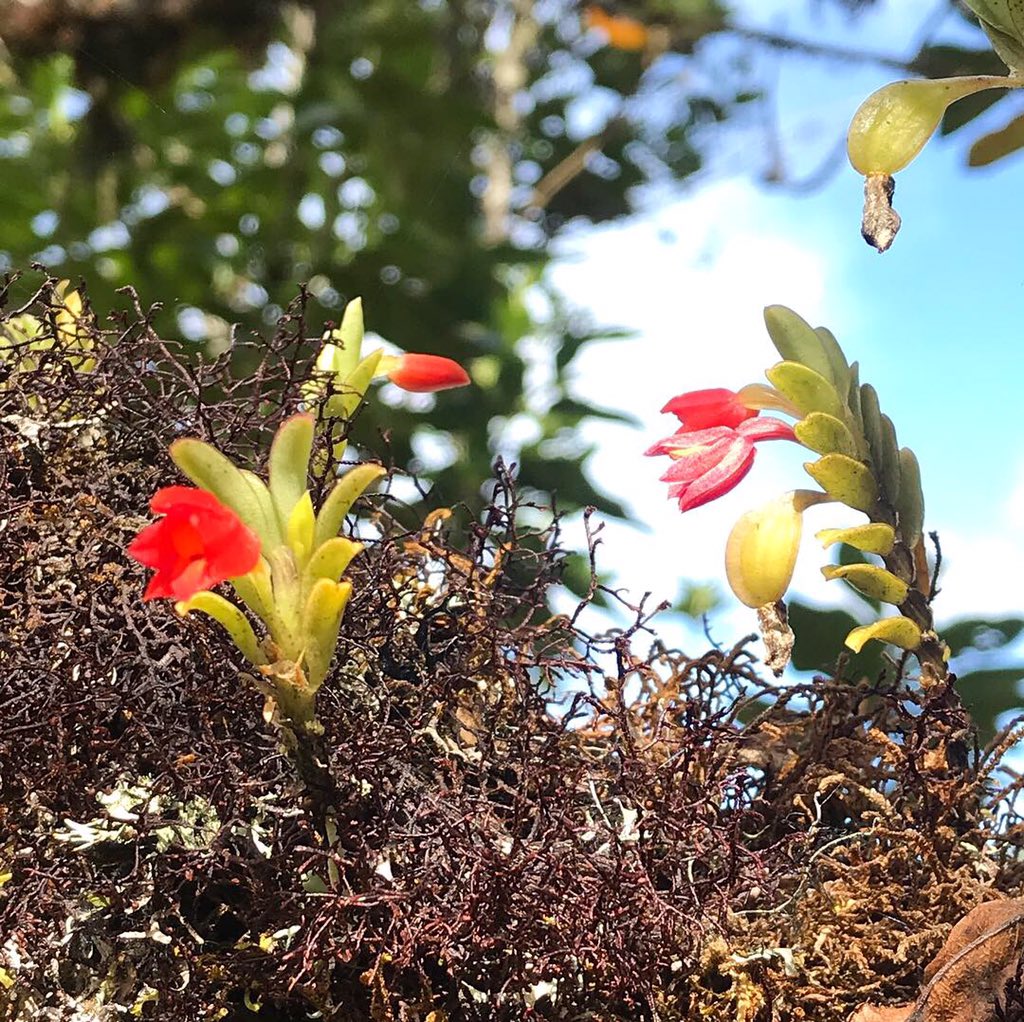 HermanAmayaT's tweet photo. La primera vez en mi vida que veo tantas orquídeas de esta especie #fernandeziaSanguinea juntas!
Lugar: Sendero #SuaSie #SolYAgua
#PNNChingaza #DíaDeVenados
@parquescolombia https://t.co/1PiWPjzycz