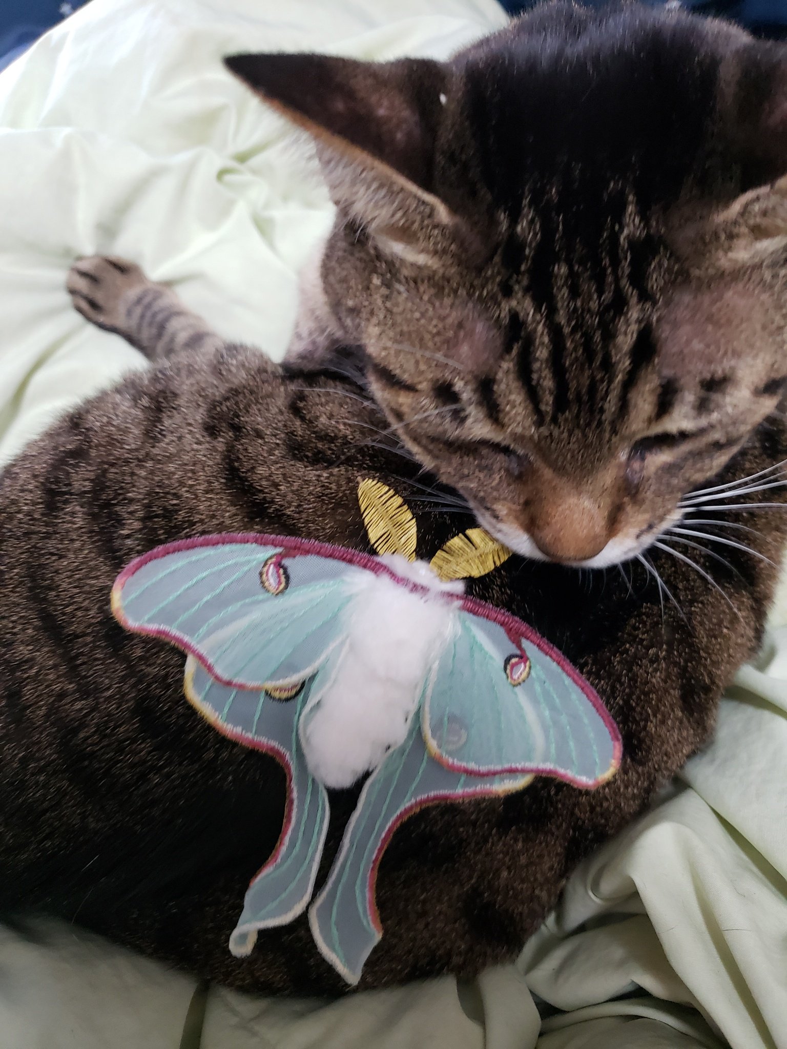 猫の下僕と南野の気持ち いきもにあ二日目 念願の蛾売りおじさん Higenogauri のルナモスさんの刺繍ブローチがわが手に やったーー 大切にします T Co 8o6tgzqfrl Twitter 猫の下僕と南野の気持ち いきもにあ二日目 念願の蛾売りおじさん Higenogauri のルナモスさんの刺繍ブローチがわが手に やったーー 大切にします T Co 8o6tgzqfrl Twitter