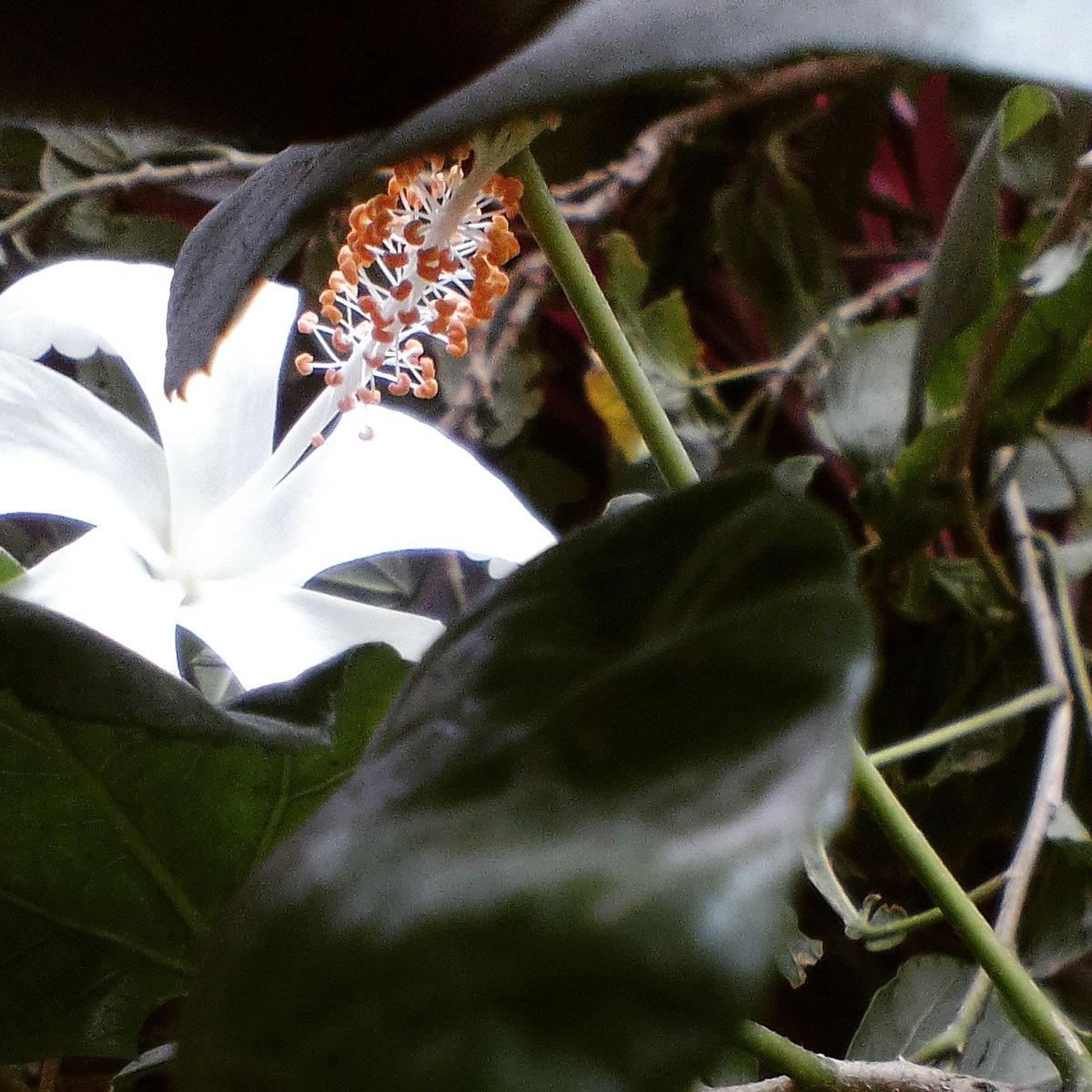 Creature__JJ's tweet photo. #naturesbeauty #natureslove #naturesphotography #savetrees
#mothernature
#nature #naturebeautiful #natureshooters
#clicked #by #5 #mp #camera  #tree #green #naturelovers #naturebeauty #morninglight #morninglove #joyclicks
 #tree #beauty #tree #light #Sun  #white #flower #india https://t.co/yxDL2l3FBS