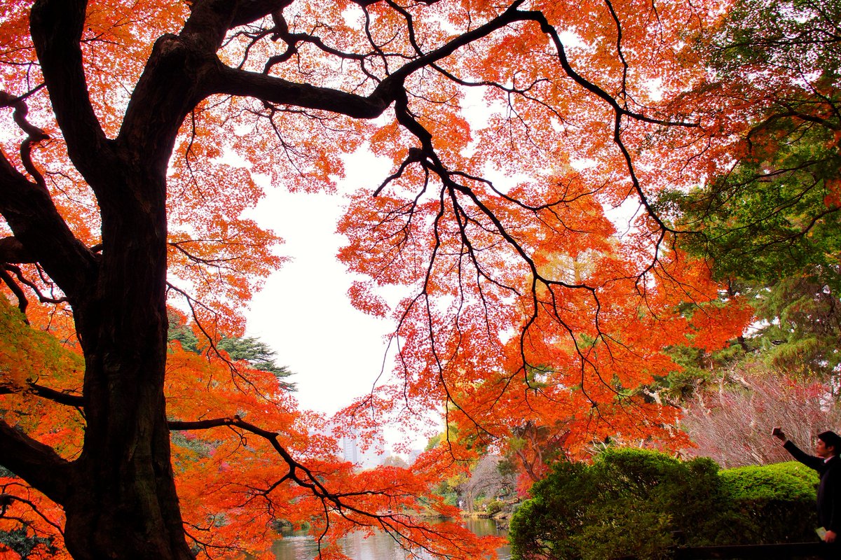 のん 新宿御苑 紅葉真っ盛り 新宿御苑 紅葉 もみじ いちょう 秋景色 写真で伝えたい私の世界 Photography Coregraphy ふぉと キリトリセカイ