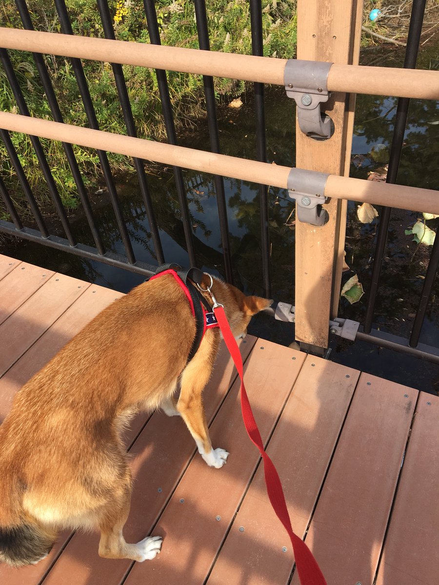 大阪府 服部緑地のカワセミとヌートリア 自然の写真帖