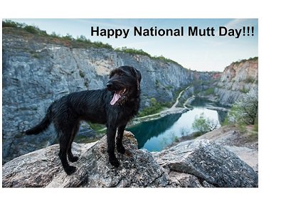 woofadvisor's tweet photo. Happy #NationalMuttDay 🐶🐶
#adogisforlife #AdoptDontShop
#MuttDay #NationalMixedBreedDogDay #MixedBreedDogDay
#SundayFund #SundayBrunch #SundayMorning #dogsoftwitter https://t.co/M0iw8hNUi3