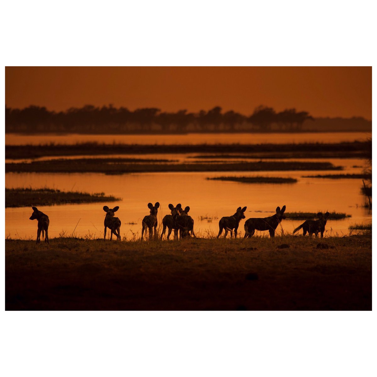 CockroachFilms's tweet photo. #Dynasties #PaintedWolf tonight @BBCOne 8pm. @BBCEarth https://t.co/adNPs1zfdV