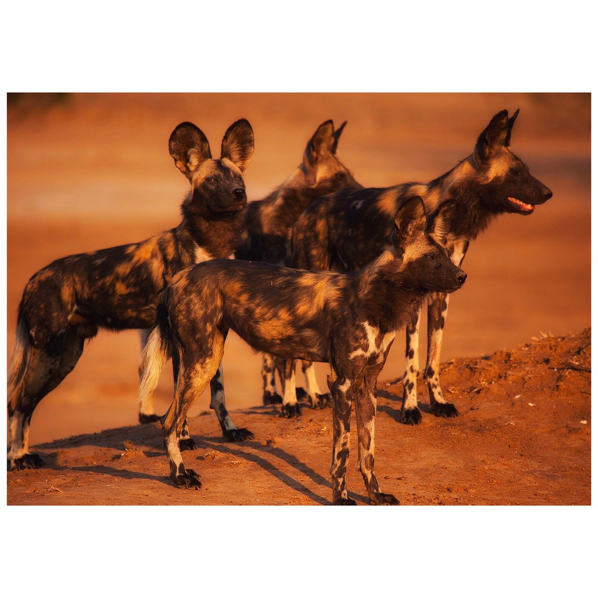 CockroachFilms's tweet photo. #Dynasties #PaintedWolf tonight @BBCOne 8pm. @BBCEarth https://t.co/adNPs1zfdV