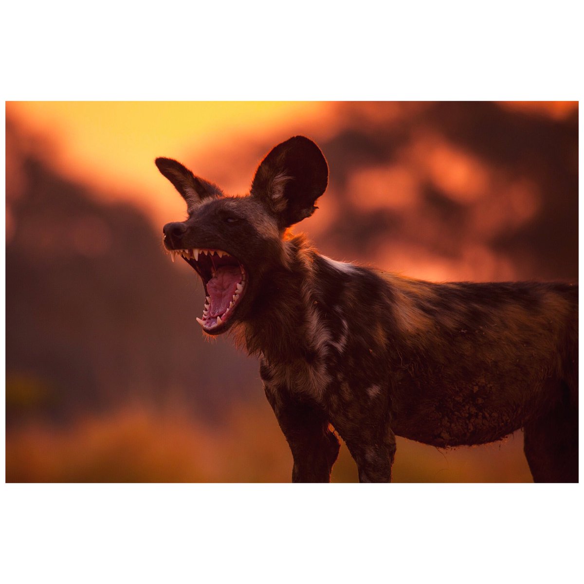 CockroachFilms's tweet photo. #Dynasties #PaintedWolf tonight @BBCOne 8pm. @BBCEarth https://t.co/adNPs1zfdV