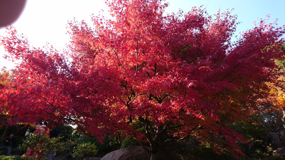 つうふう 目白庭園の紅葉です ここは穴場ですよ 入園無料でここまで楽しめるとは あまり言いたくないですが 笑 寒気がします 風邪ひいたくさいです 今日はもう寝ます 目白庭園 東京 紅葉スポット 紅葉 つうふう 目白庭園の紅葉です ここは穴場ですよ 入園無料でここまで楽しめるとは あまり言いたくないですが 笑 寒気がします 風邪ひいたくさいです 今日はもう寝ます 目白庭園 東京 紅葉スポット 紅葉