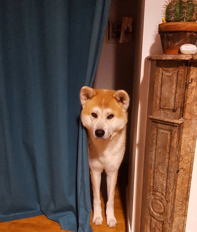 Whynotyellow's tweet photo. Chaussette et les rideaux #jecomprendspascequejedoisfaire #chaussette #toutou #jesuisgentil #jesuisdoux  #peluche #homesweethome #akita #akitainu  @laboutiquemoso https://t.co/WsOvgd2wxc