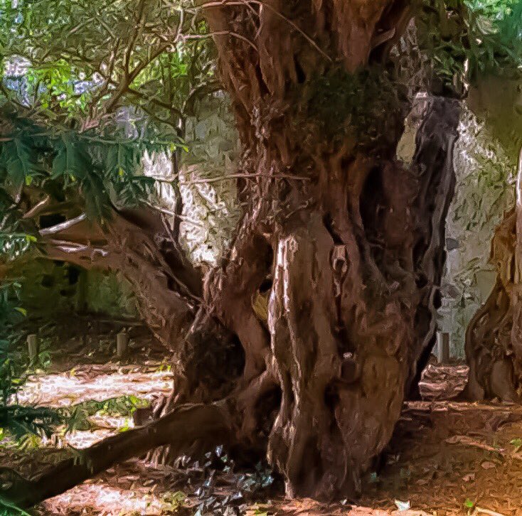 PollandMichelle's tweet photo. It’s national tree week so I thought I’d share a pic of a tree in Perth here in Scotland it’s a Fortingall Yew and it’s 5000yrs old! Oh the stories this one could tell Isn’t nature amazing! #nationtreeweek #fortingallyew #oldesttreeintheuk #majestic #mystical #amazing #ancient https://t.co/UqtN4Q0VTX