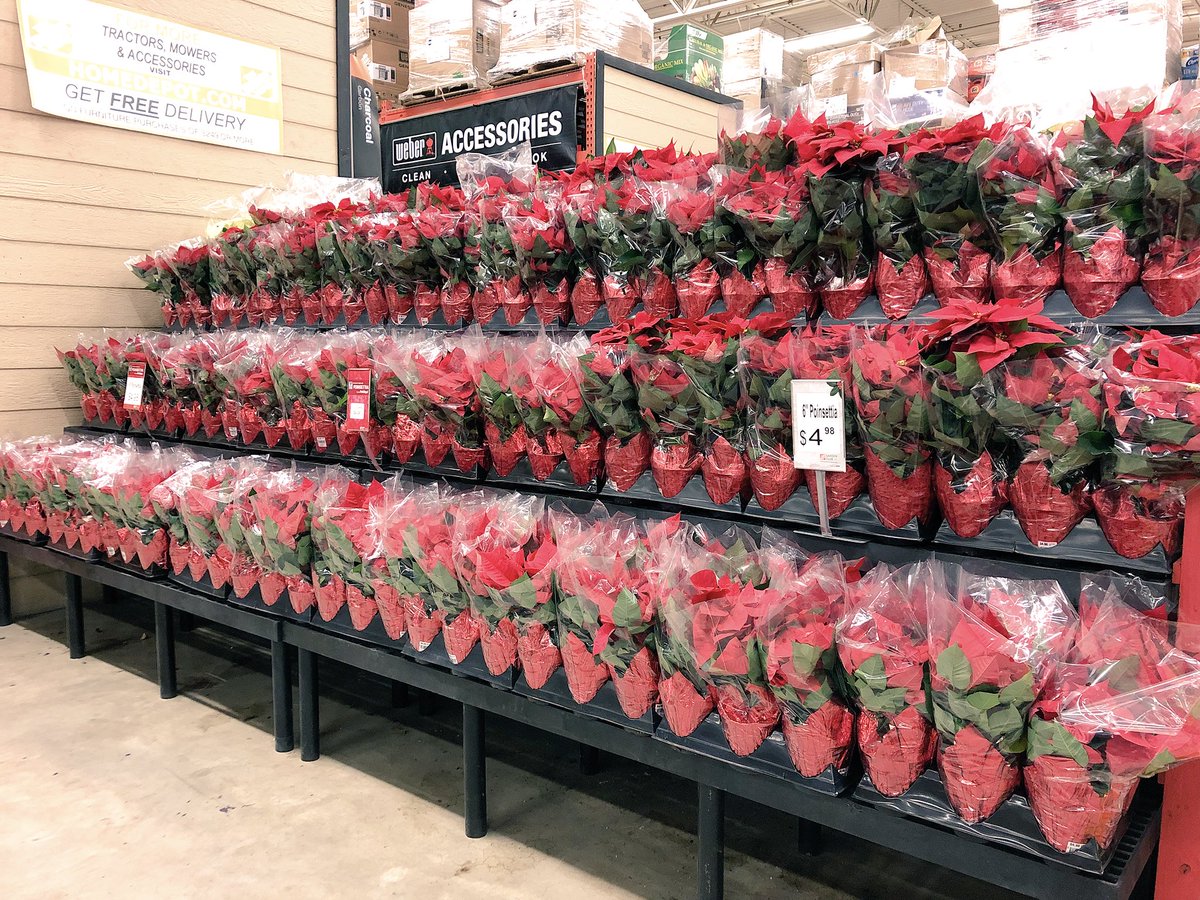 AmillerBell's tweet photo. Poinsettias Galore! Stop by 4138 to get yours today! @D_Liberato1 @AprilleDowns https://t.co/L05HseuDSL