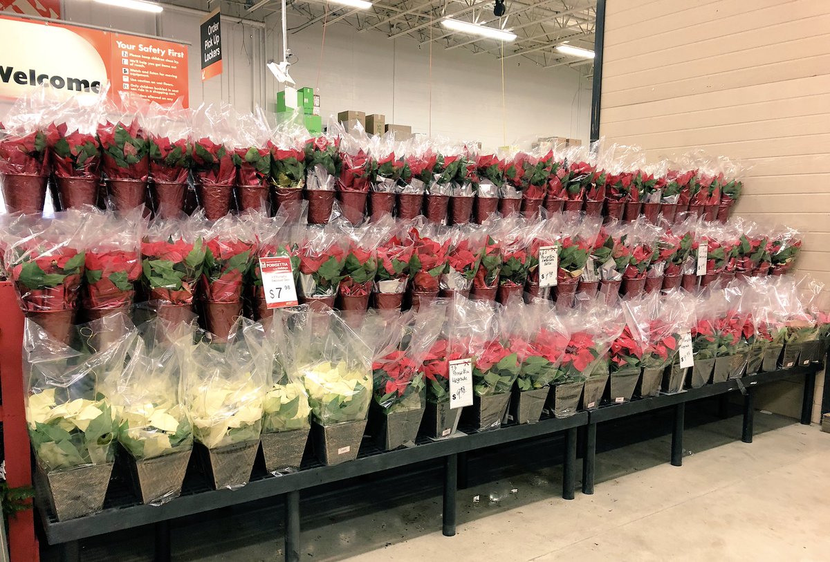 AmillerBell's tweet photo. Poinsettias Galore! Stop by 4138 to get yours today! @D_Liberato1 @AprilleDowns https://t.co/L05HseuDSL