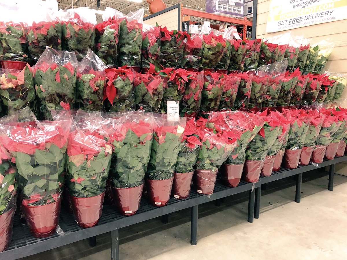 Poinsettias Galore! Stop by 4138 to get yours today! <a href="/D_Liberato1/">Debbie Liberato</a> <a href="/AprilleDowns/">Aprille Downs</a>