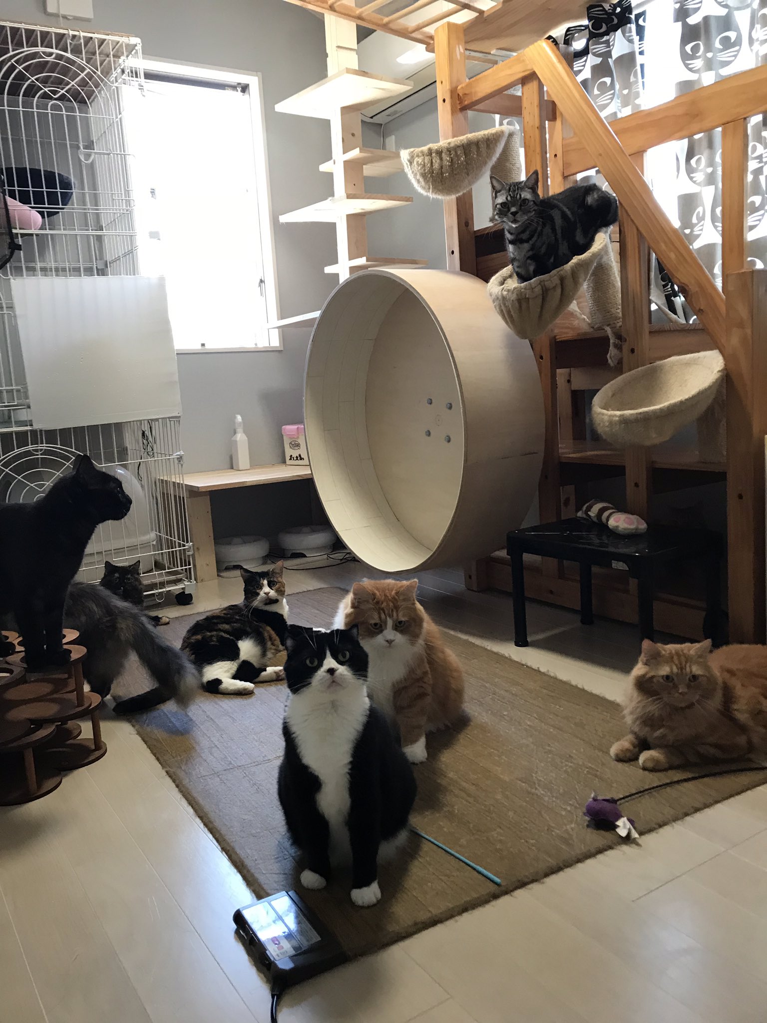 ネコまにあ家 13匹の猫達 回し車についてのお問い合わせが多数 個々にお返事が返せないので こちらで失礼いたします 市販品ではなく自作しています 取り付けられる柱があれば市販のタライとキャスターで簡単に作れますよ T Co Vxbfapkf72