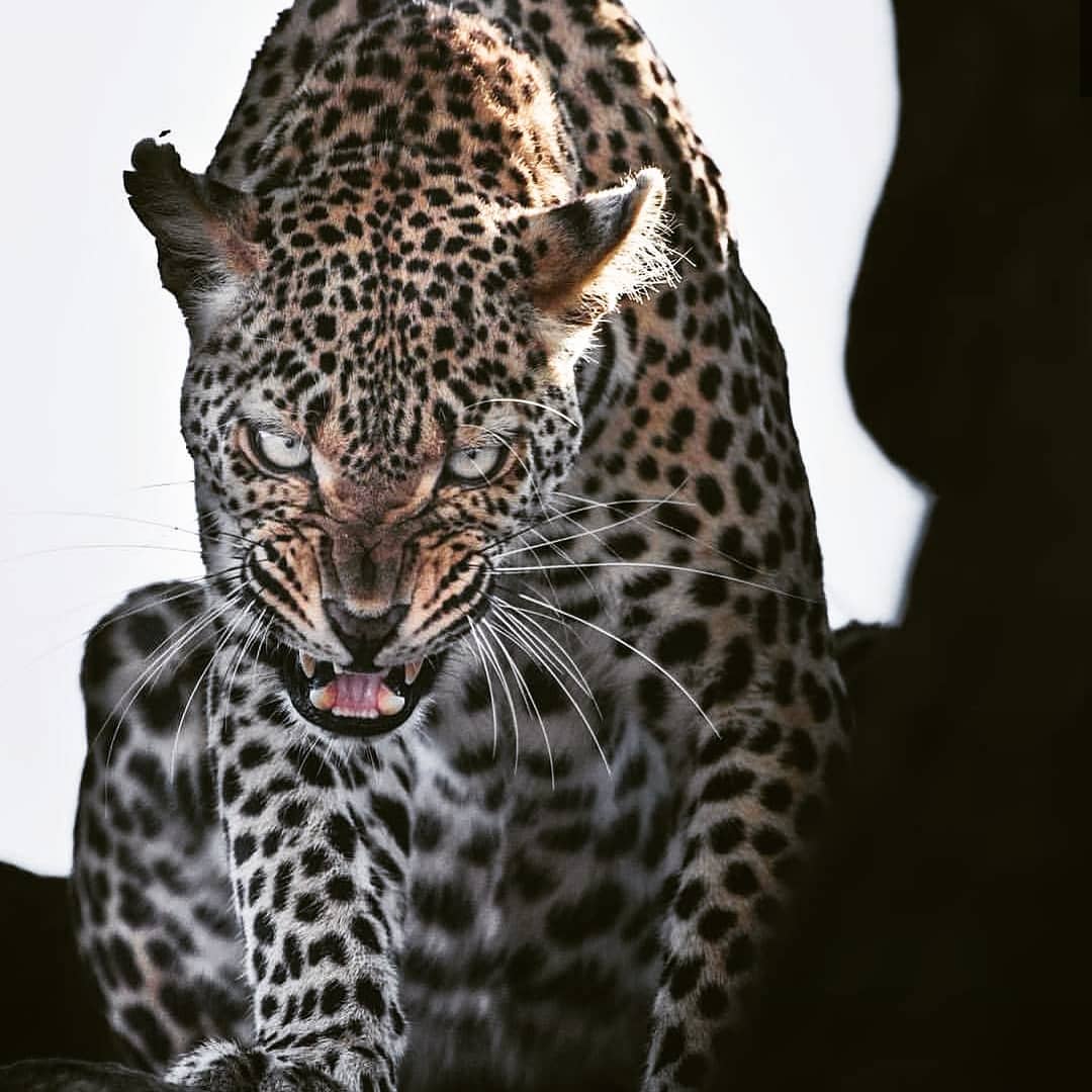 8 #Leopard subspecies conservation status.
#AmurLeopard, #JavanLeopard & #ArabianLeopard - critically endangered. 
#PersianLeopard, #NorthChineseLeopard & #SriLankanLeopard - endangered. 
#IndochineseLepard - vulnerable. 
#AfricanLeopard & #IndianLeopard are both near threatened.