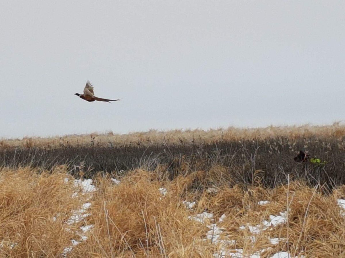 mary_sweger's tweet photo. Haven’t posted any pictures from this fall, but my sister in law and brother are visiting from AK.
She captured this picture of my Johnny right after his point and my brother flushed this wild bird and killed it❣️
Had to share https://t.co/mvKANDtXWE