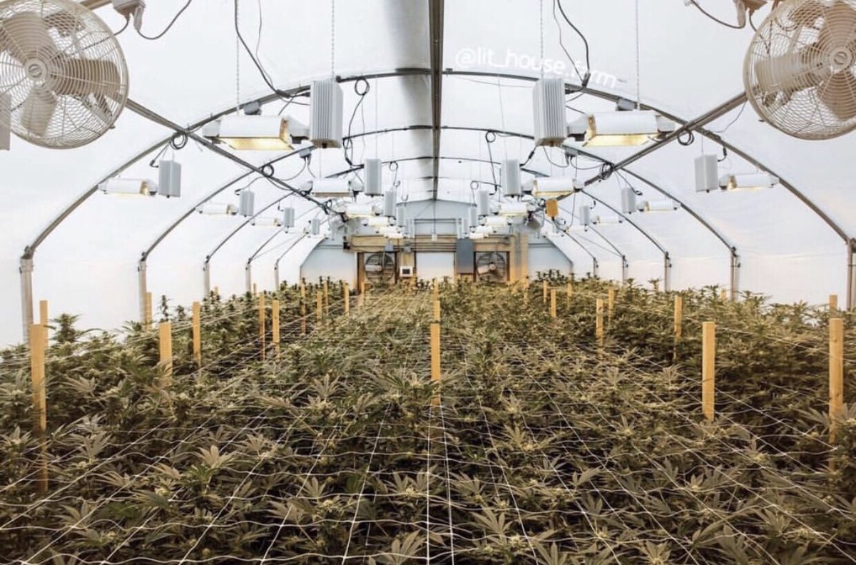 CannAlign's tweet photo. #Repost @lit_house_farm Looking for some premium flower to enjoy during the holiday season? Learn where you can find Lithouse Farm's amazing flower by clicking the link in our bio 👆🏼 #Cannalign #FindLegalCannabis https://t.co/Mee8HwXaRT