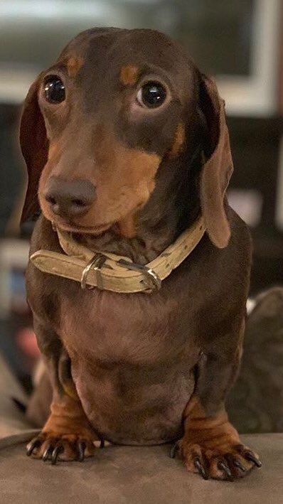 bertiesausage's tweet photo. Why the heck haven’t I been snapped up for modelling? Seriously, I’m wasted here in my own home, I need a much larger audience #sausagearmy #goodlookingboy https://t.co/gMFPvcohu4