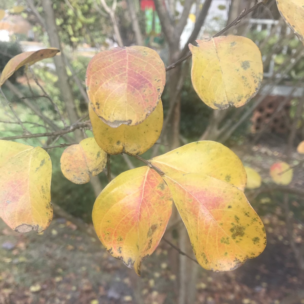 Yellows and reds DEFINE this season of color! Email lancescape to get a free estimate on custom landscaping or maintenance! Lancescape@lancescapesc.com                          #plantlife #plantobsessed #plantsbylance #fallcolors #ohhhhwhodoesyouryard