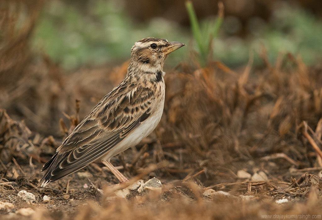 Draksphotos's tweet photo. Bimaculated Lark, Bahrain, Nov 2018 
#wildlife #bahrain #BimaculatedLark #Lark #Densecloud #dark https://t.co/5QDk4JpdFz