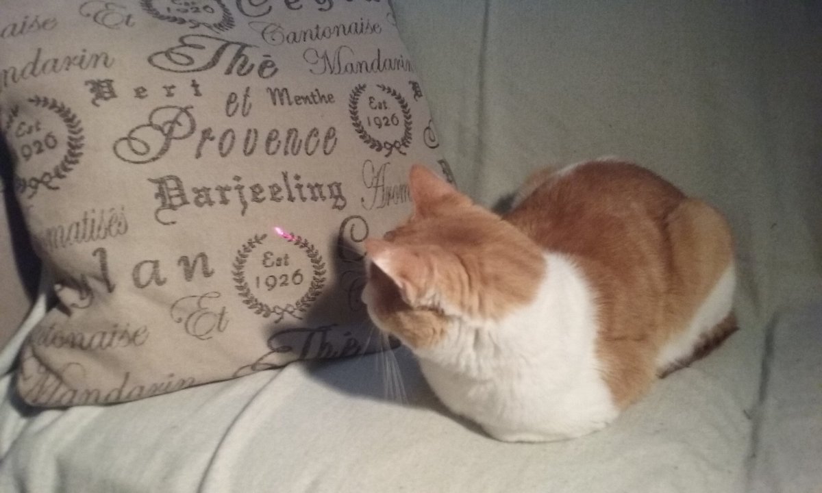 UtaBurke's tweet image. #laserpointers are great cat toys, lol