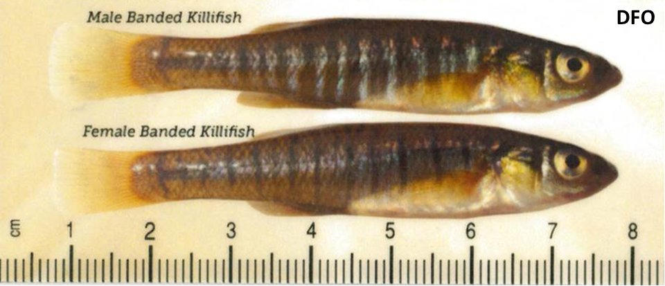 Banded Killifish