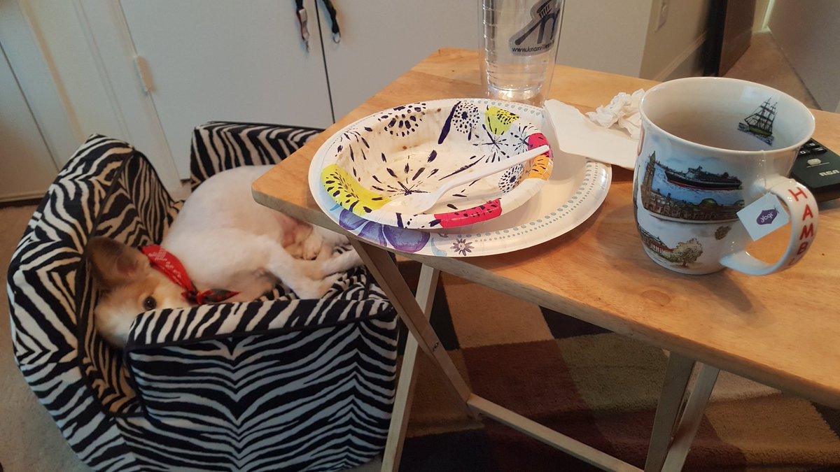 MUMSUniverse's tweet photo. #BaileyGram "I was sleeping until he tried to take a pic of me." #humans #cantlivewiththem #cantlivewithoutthem #dogsoftwitter #dogsarelove 🐶📸💁🏿♂️ https://t.co/904K41c0lj