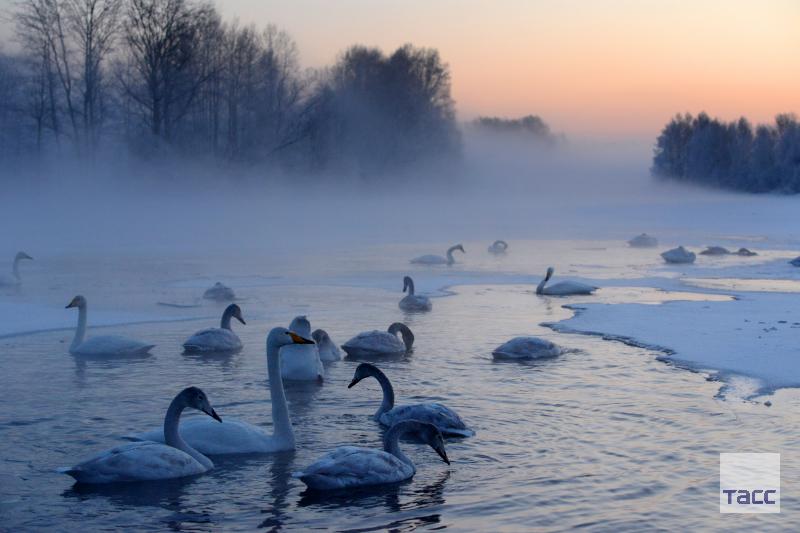 Тундра панорама с птицами. Птица зимующая на незамерзающих водоемах. Птица зимующая на незамерзающих водоемах. Лебединый заказник озеро светлое. Птица зимующая на незамерзающих водоемах.