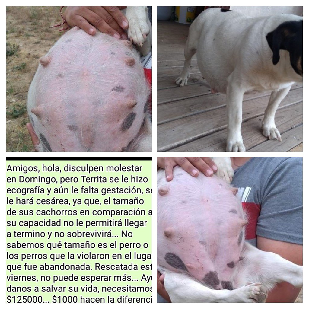 Fundación Matpet tweet media