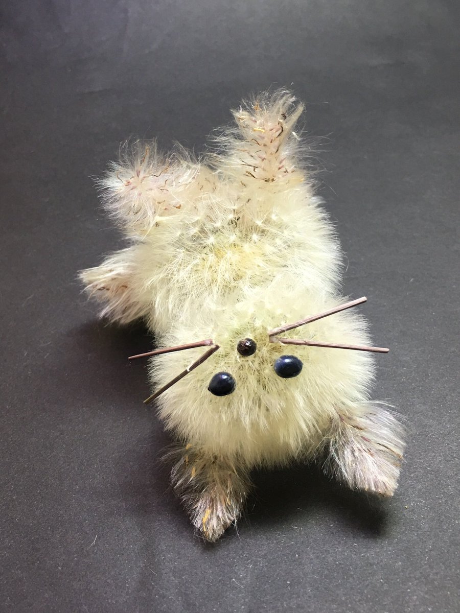Inori A Twitter ちなみにちなみに丁寧なタンポポの綿毛のドライフラワーの作り方はこちらのブログにあります T Co Dspvdvhnim そして 色々な工作に使えます Inori A Twitter ちなみにちなみに丁寧なタンポポの綿毛のドライフラワーの作り方はこちらのブログにあります T Co Dspvdvhnim そして 色々な工作に使えます