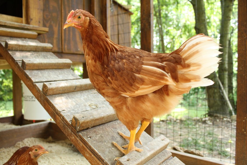 RenaSan is safe to use on and around poultry! Helps keep beaks, feet, feathers and coops bacteria free!

#chickens #poultry #poultrycare #animalcare #hypochlorous #natural