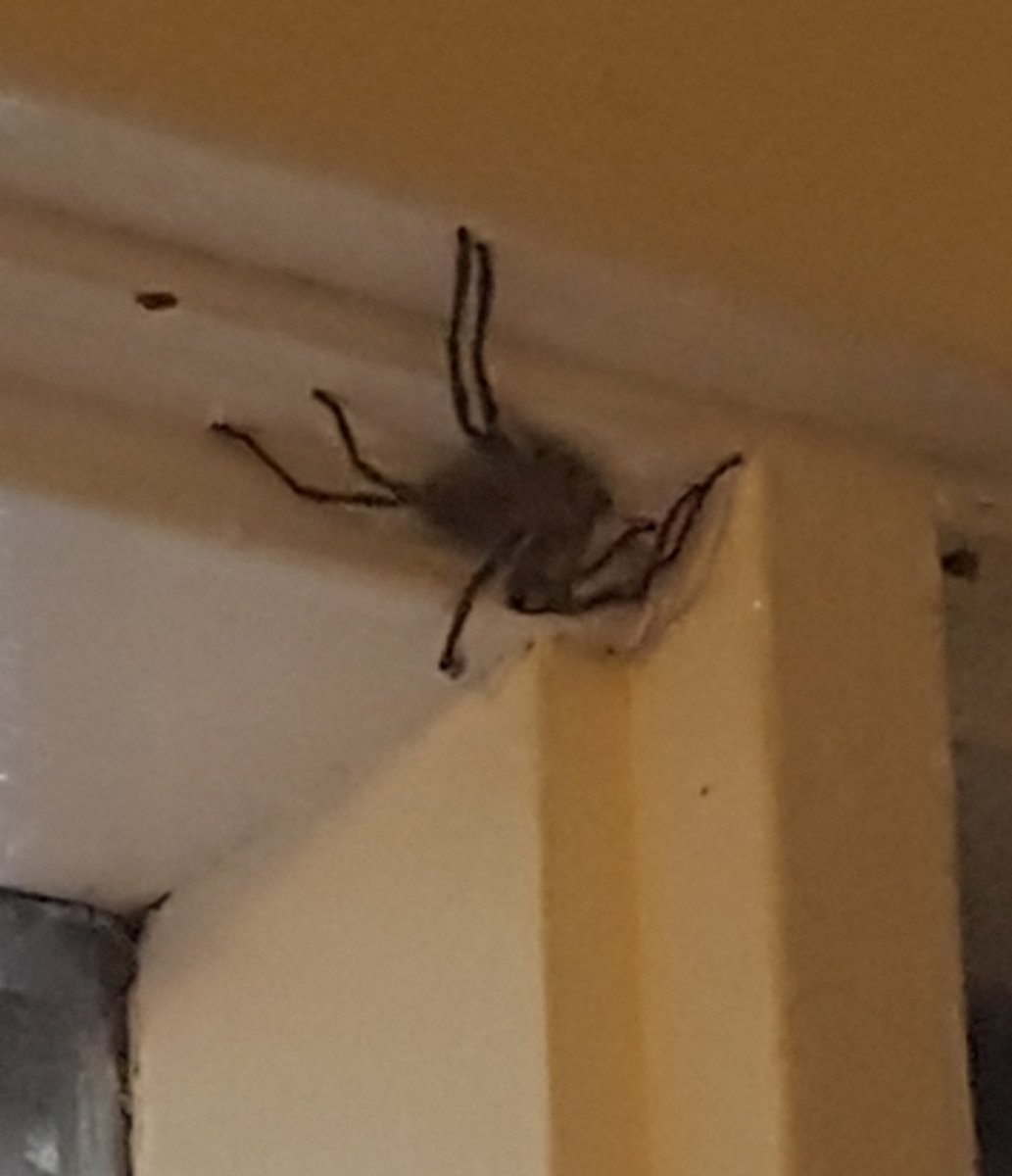 Jenny_L_Davis's tweet image. #ContextCollapse When you want to share a pic of the spider you just released with minimal screaming but know your Australian friends will be actively unimpressed