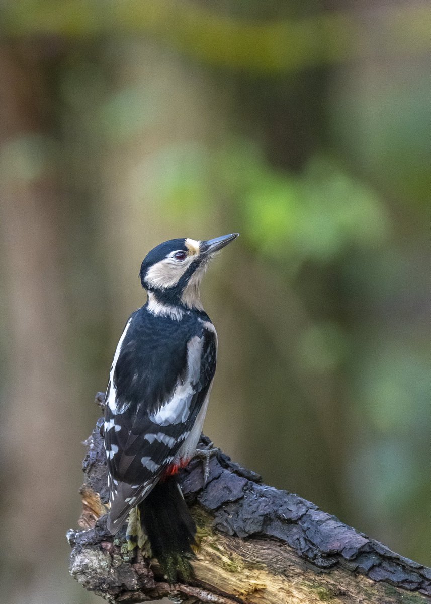 mulroym68's tweet photo. @durhamwildlife female Great Spotted Woodpecker taken today at Low Barnes. https://t.co/15sUkw2mO0