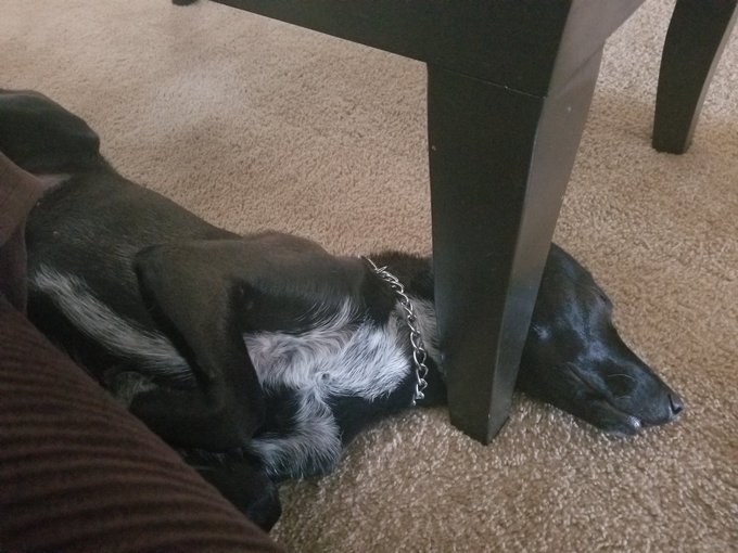 My wierd ass dog sleeps like this 🤷&zwj;♀️ she's cute tho ❤ https://t.co/9Tof40r0By<a href="/tag/bronconation"class="tags"><span>#bronconation</span></a><a href="/tag/bsu"class="tags"><span>#bsu</span></a><a href="/tag/lasvegasbowl"class="tags"><span>#lasvegasbowl</span></a>