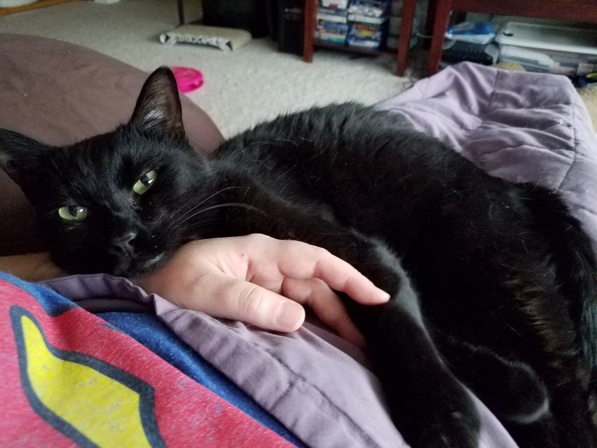 MissChrystine's tweet photo. I just want a man that looks at me the way my cat does...

#cat #kitty #kitten #neko #gato #katze #chaton #black #blackcat #blackcatday #meow #meowdel #purr #meow #love #furbaby  #catlady #crazycatlady https://t.co/A0yOiEcClv