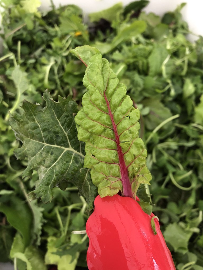 windfallfarms's tweet image. Don’t you want to come visit us on 77th st this morning? We’ve still got a bit of Mesclun! Come out for the #unconventionallygrown greens stay for the warm company. It won’t rain all day...right?