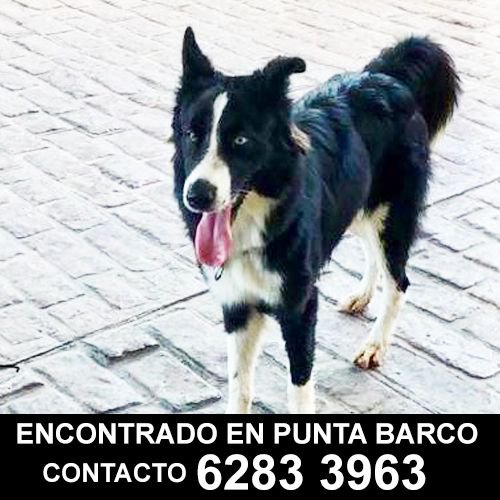 fundasispma's tweet photo. ENCONTRADO EN PUNTA BARCO  -  6283 3963  

Este amigo está perdido, se encuentra en Punta Barco Village, Torre 2 al cuidado de Allan. Contacto: 6283 3963, ¿nos ayudas compartiendo? 

#NoMasMascotasPerdidas
#NoMasPerrosPerdidos
#PonleSuPlaquita https://t.co/D286m5e9SS