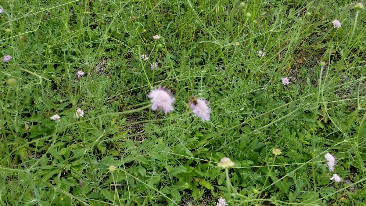 ZestyNester's tweet photo. Bee update 5/26/18- Matt's out showing us the land and some of the flowers that the bees are foraging! #bees #beekeeping 
https://t.co/EhUkXCdwWW https://t.co/MYdo9gdLXi