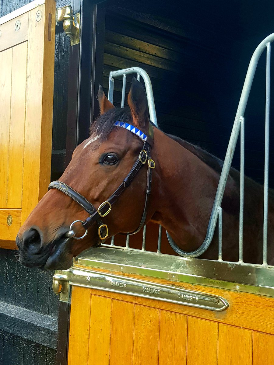 RRadkahovadova's tweet photo. Stallions ๐#cracksman #Dubawi #GoldenHorn #Postponed #stallions #horseracing #newmarket #DalhamStud #Darley https://t.co/aj4aUUVlsb