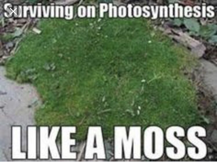 Cholorplast1's tweet photo. #OrganelleWars @HApbio https://t.co/PGNNv2zk3U