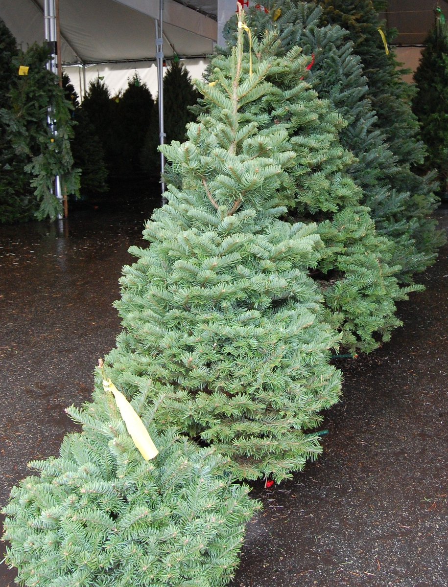 YouthCenterInc's tweet image. The 19th Annual Youth Center Tree Lot has moved to 5047 Katella Ave. Cypress, CA. The only tree lot that gives back 100% to local youth. Fresh real trees, wreaths, garland and more. More info at buff.ly/2Dole7w #TreesForKids