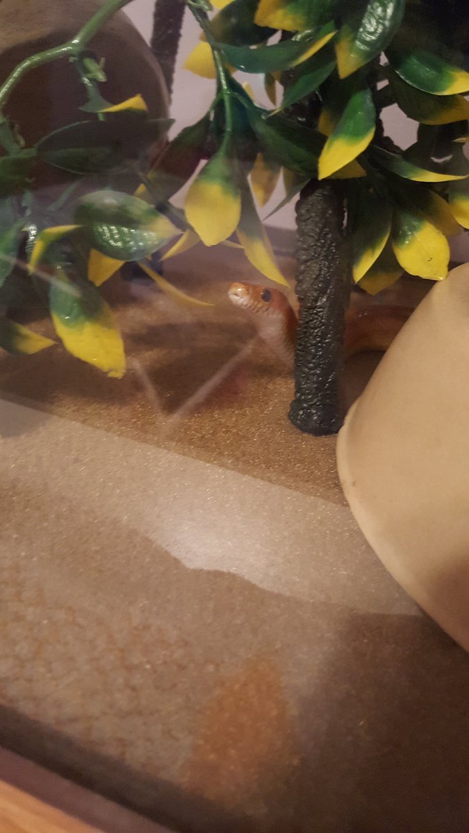 Suzie is always watching what is going on in the room