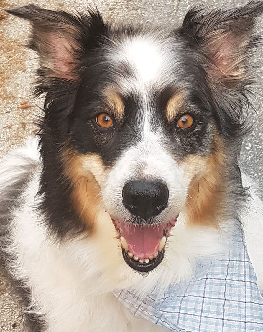 CompAnimalPsych's tweet photo. @cantlit Bodger #dogsofcanlit Melina and Harley #catsofcanlit https://t.co/ZMxgSgyjf6