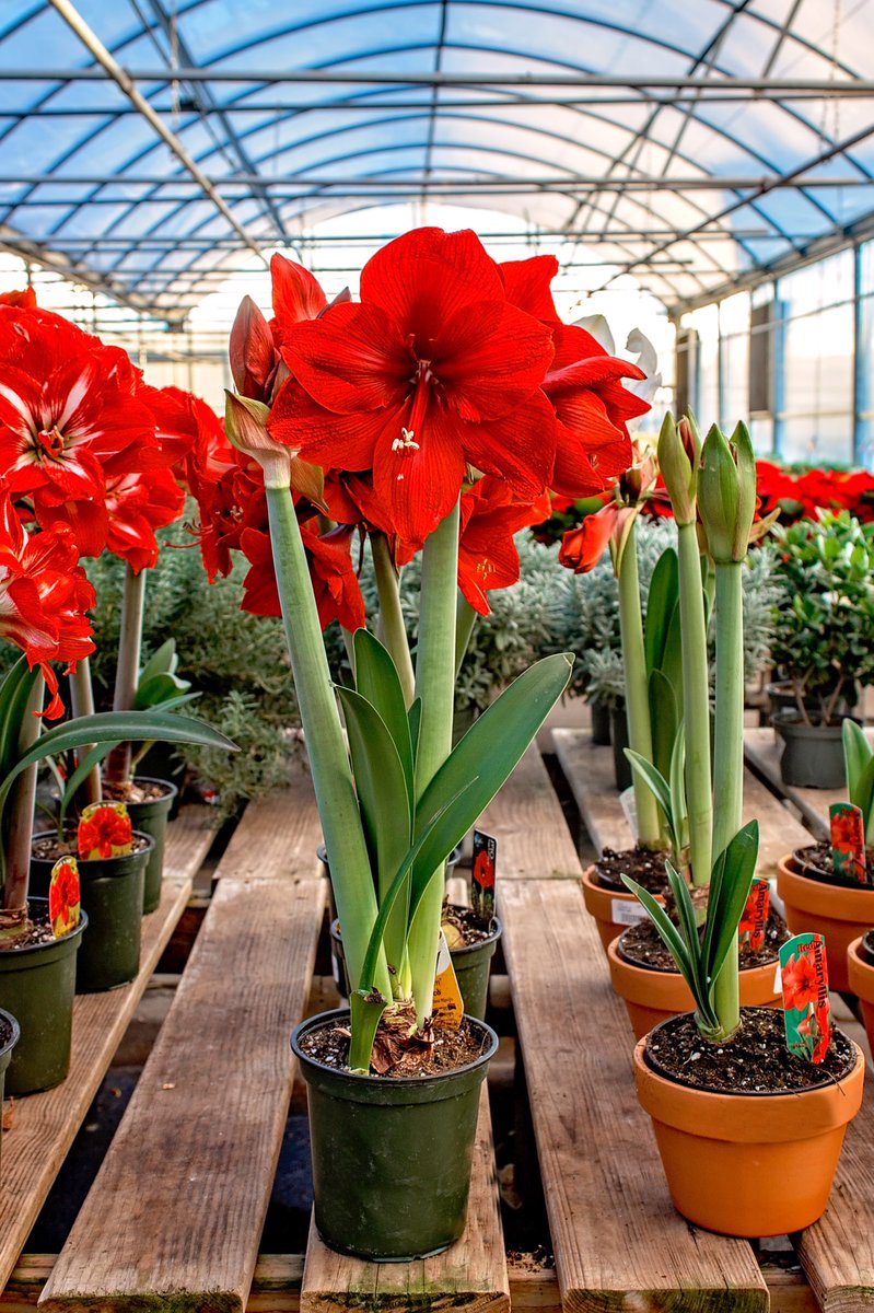 Tlc Garden Centers On Twitter Amaryllis Extra Large Tropical