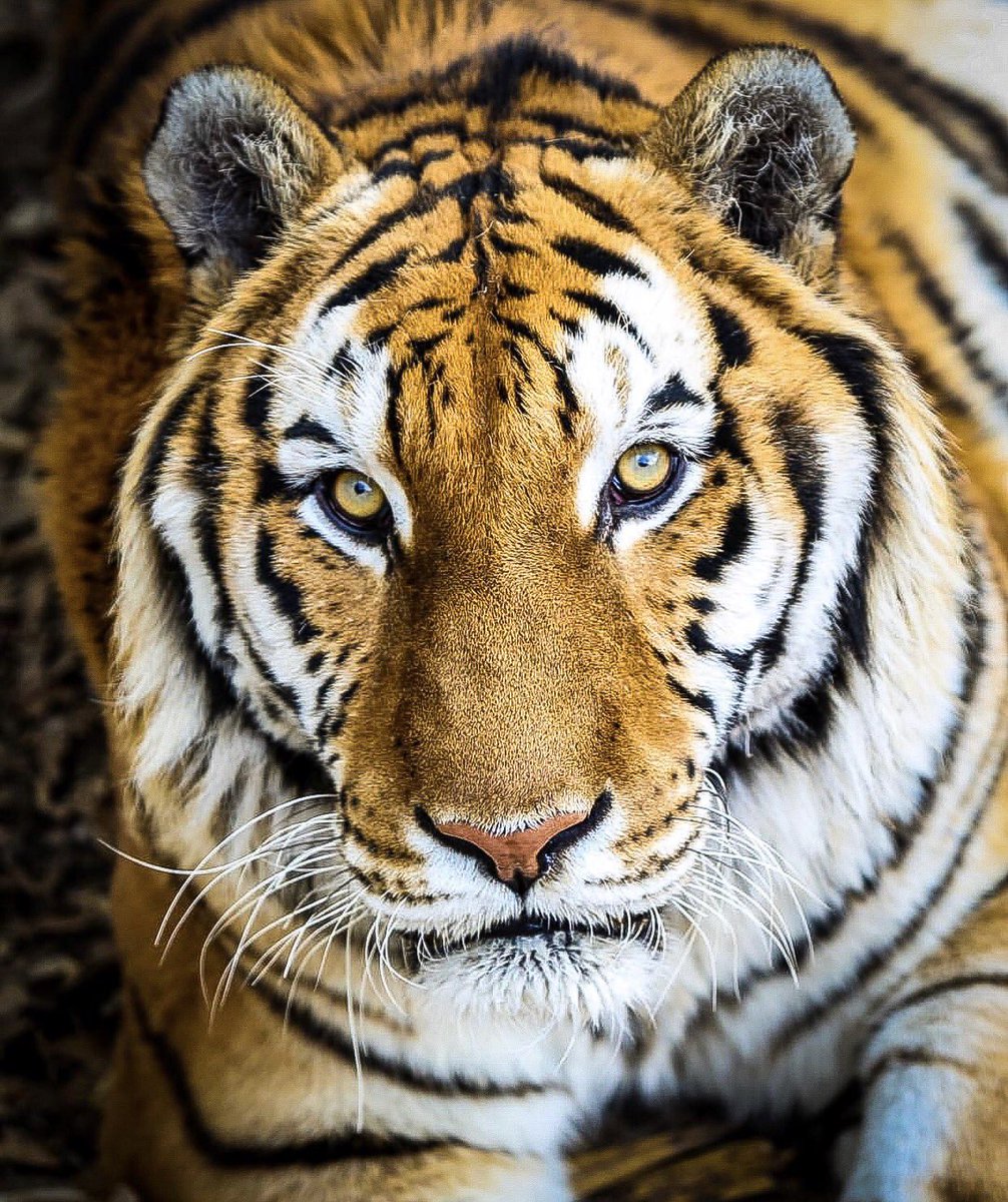 alejandro14247's tweet photo. Cada tigre es único en el mundo y tiene su  propio patrón de rayas que lo identifica. En el #Bioparque #Sahuatoba de #Durango podemos apreciar una belleza que te atrapa solo con míralo a los ojos. https://t.co/ymr9X6AB4O