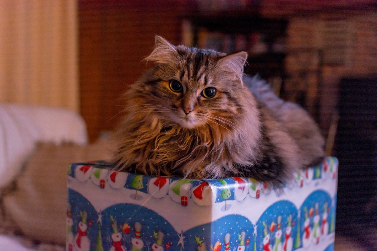 Activ4Pets's tweet photo. It's the most wonderful time of the year! Let the countdown to the Holidays begin π²
.
.
.
#dogsofinstagram #christmas #activ4pets #pethealth #doglovers https://t.co/VaQHQQX4f6