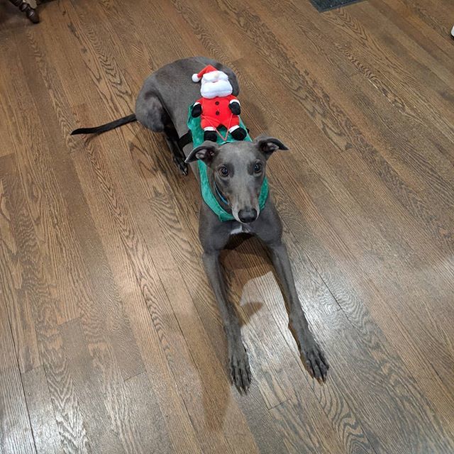 BeckyMcKimmy's tweet photo. Santa got a new ride!
.
.
.
.
#greyhounds #greyhoundsofinstagram #bluegreyhounds #widgettheblue #greyhounddaily #starcitygreyhounds #greyhound #christmas #santa https://t.co/jV6IBUVgnT https://t.co/QIPPE6y0xY