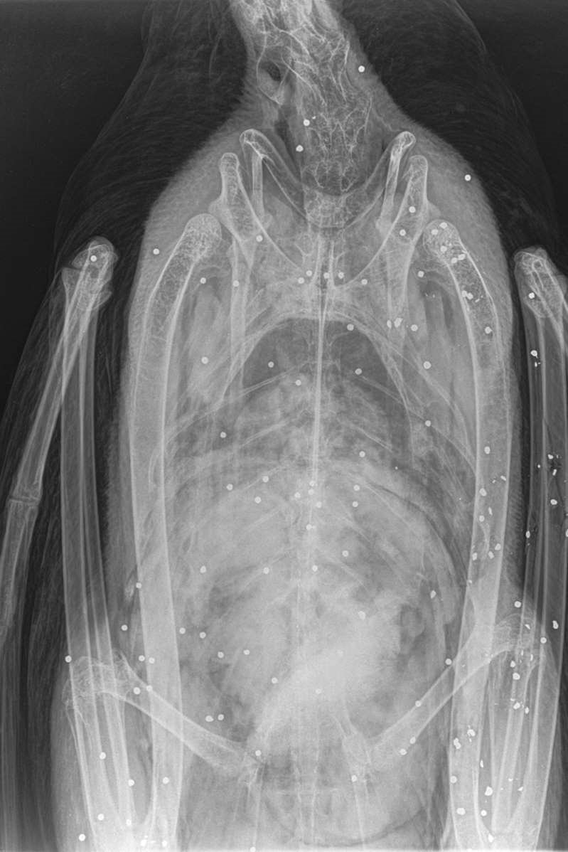 LevelVickers's tweet image. This is the body of a swan peppered with pellets from a shot gun. A family of 5 swans were killed and stuffed in plastic bags. People go around doing this. Why?