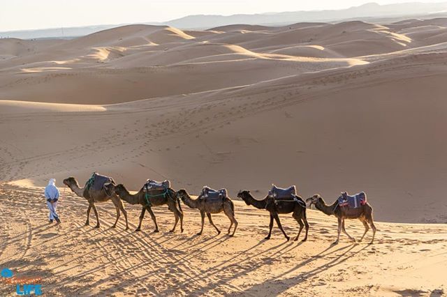 UncontainedLife's tweet photo. Desert vehicles. #Sahara #camels #caravan 🐪🐫🐪🐫 #UncontainedLife #OneStepFurther #Morocco #MindfulTravel https://t.co/NpVz9XVctN https://t.co/JrKmQgR0lO