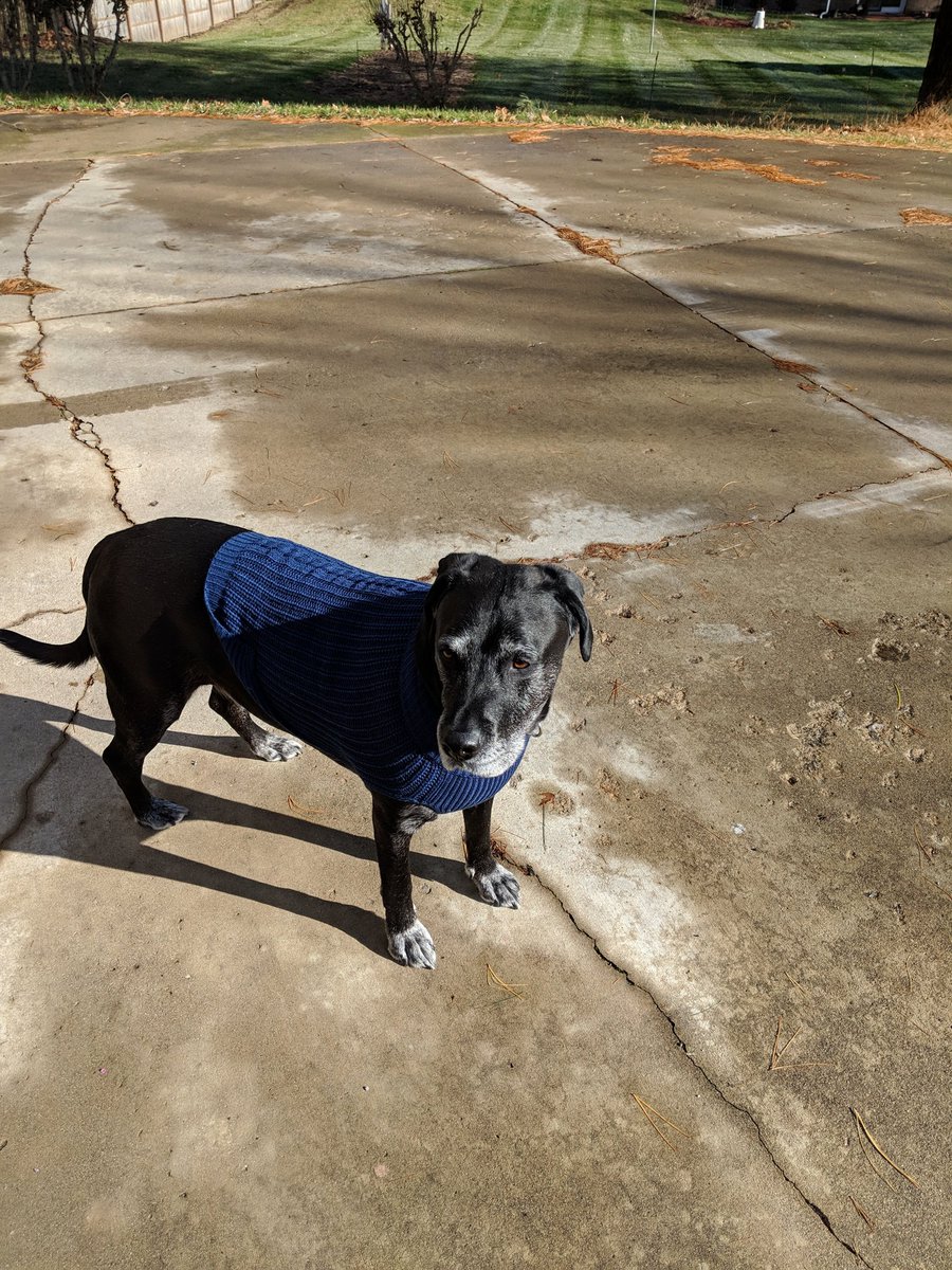 BBun_ney's tweet photo. Sweater weather today!
#ubba
#labstyle https://t.co/SkJ540jDdc