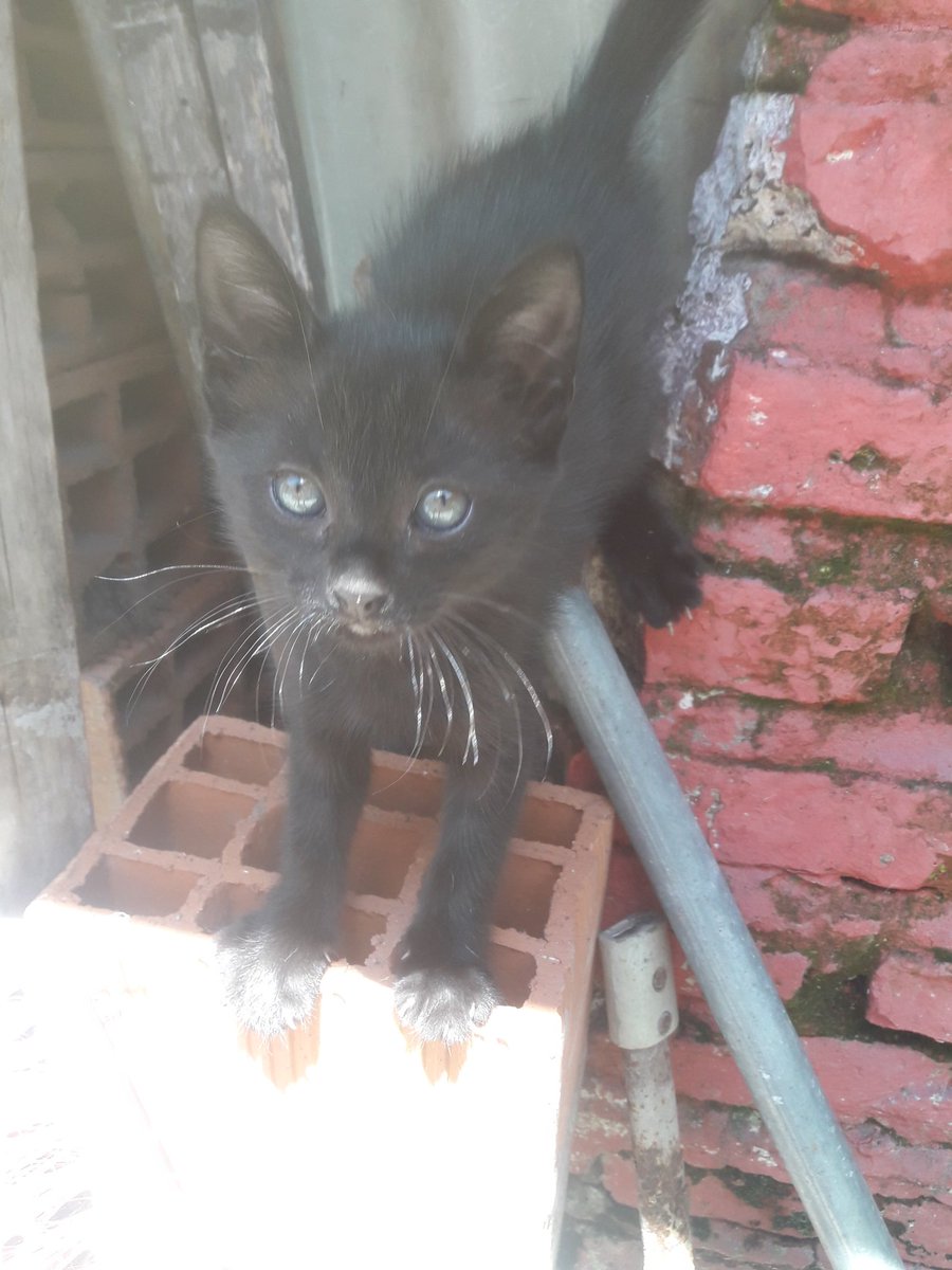 francoreus912's tweet photo. Se dan gatitos en adopción, tienen aproximadamente 2 meses. Soy de zona Lomas del mirador. RT para difundir por favor. https://t.co/euAvtqWuqN